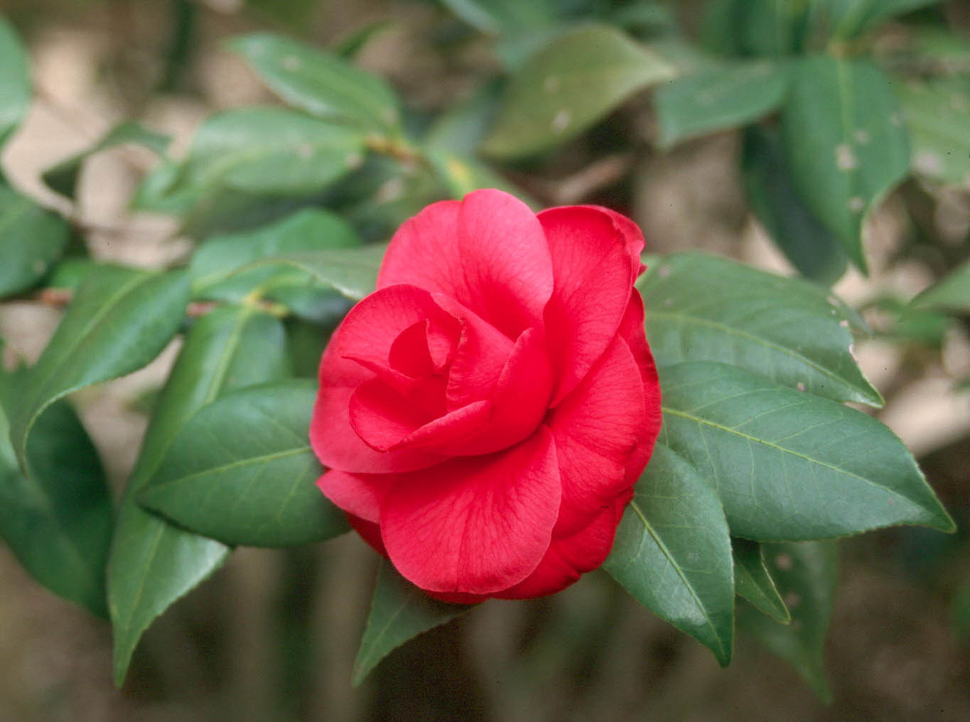 Consider the gifts of the garden